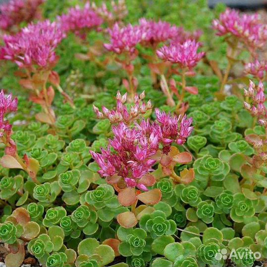 Многолетние почвопокровные растения