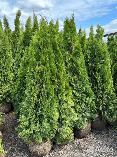 Туя смарагд 100-120 см