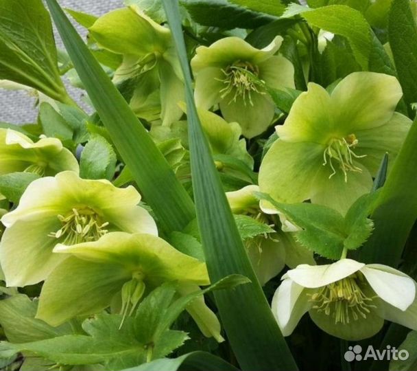 Морозник кавказский зелёный