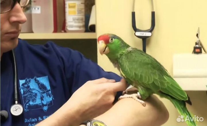 Орнитолог, ветеринарный врач