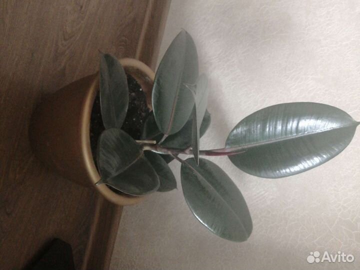 Фикус эластика абиджан