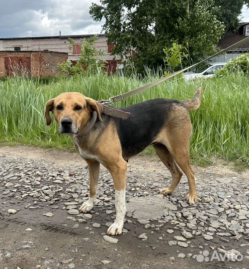 Ищет дом гончая