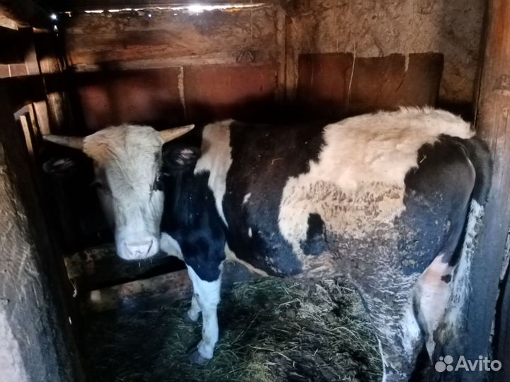 Продам 3 быка