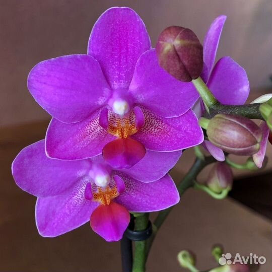 Орхидея ароматные: Ред Лион, Pink Flamingo, Монако