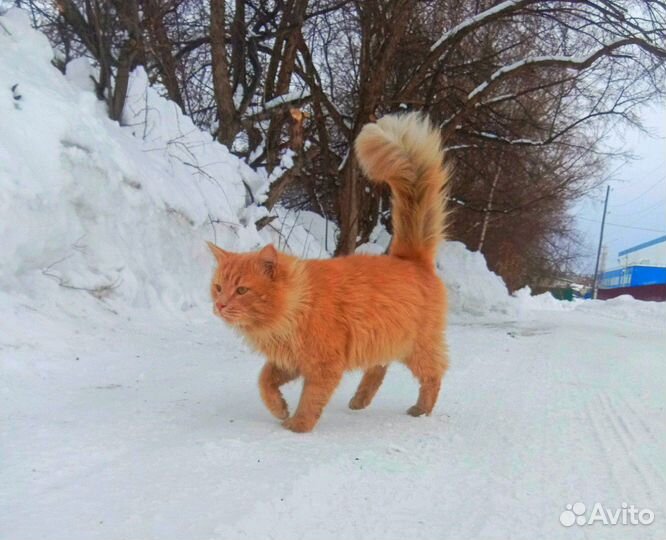 Мейн-кун на вязку