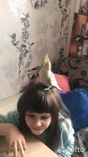 Попугай Корелла