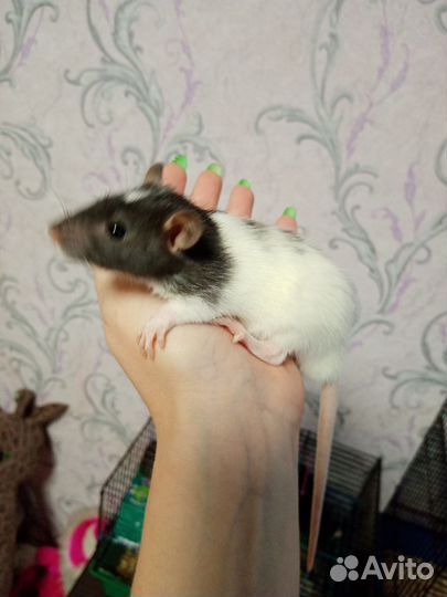 Крыски дамбо