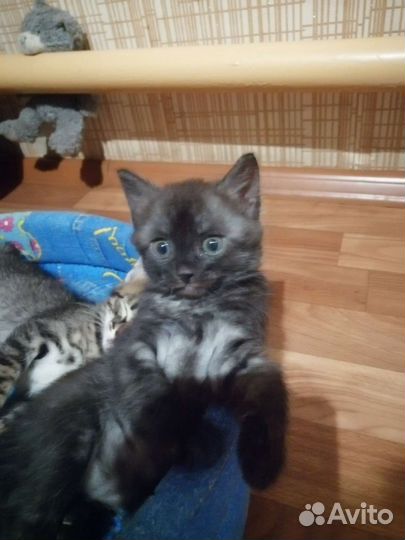 Котята в добрые руки бесплатно