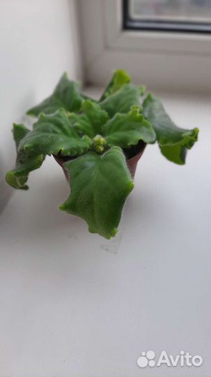 Фиалка сортовая