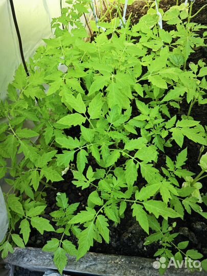 Рассада томатов, домашние семена розовых помидор