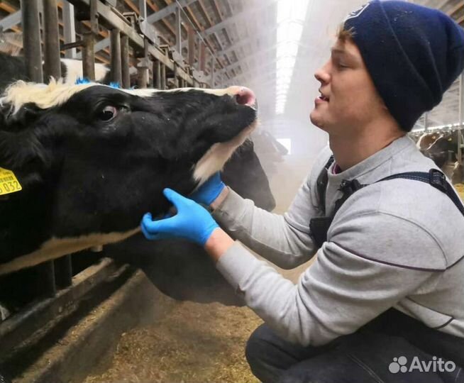 Ветеринарный врач выезд на дом