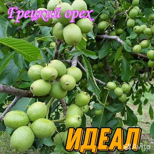 Саженцы орехов