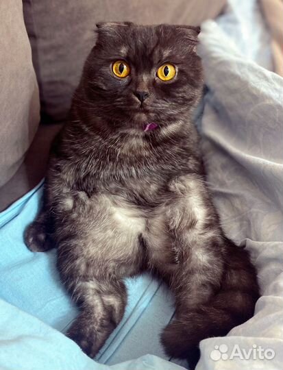 Шотландский вислоухий кот