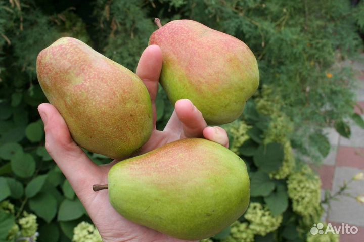 Саженцы груши Чудесница