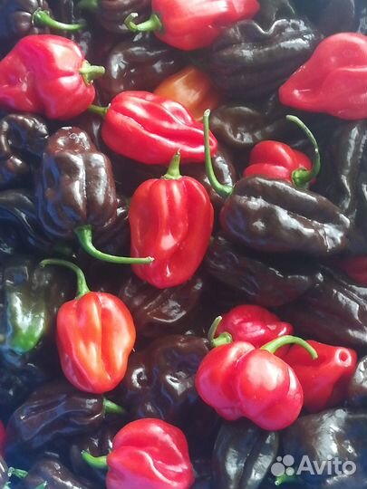 Острый перец Хабанеро