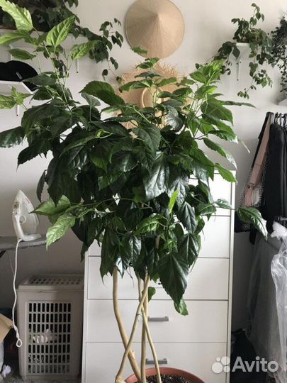 Гибискус махровый