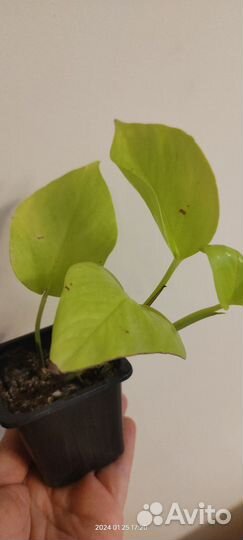 Комнатные растения альтернантера, хлорофитум и др