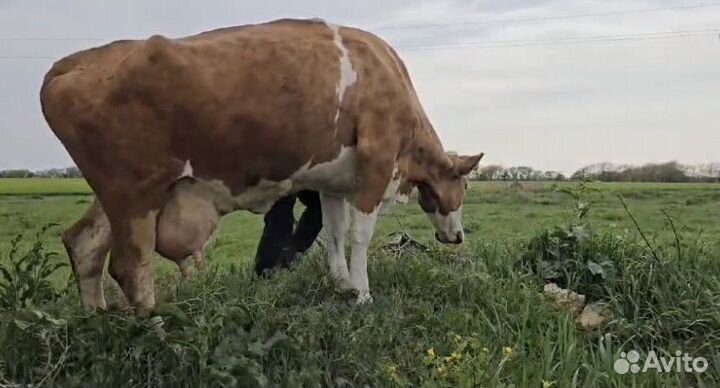 Коровы на мясо