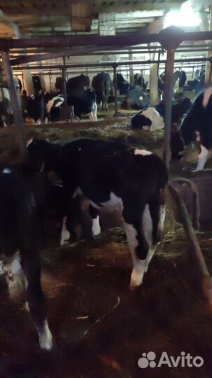 Телята бычки