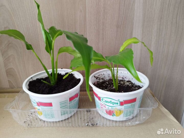 Спацифиллум (Женское счастье)