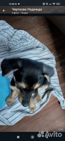 Той терьер щенок