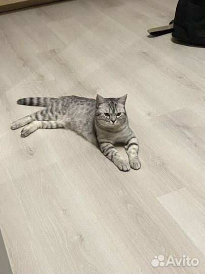 Шотландская кошка бесплатно (очередь)