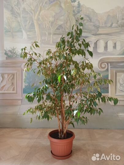 Растения для дома и офиса