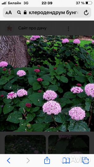 Клеродендрум Брунгле