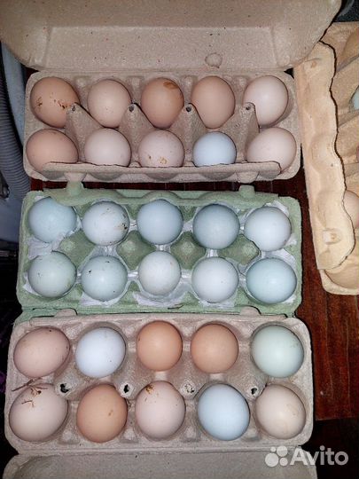 Инкубационное яйцо кур несушек