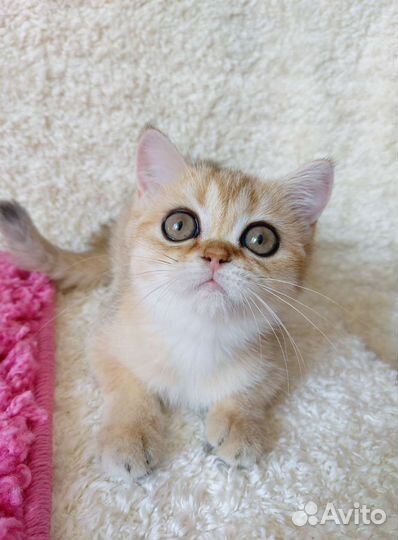 Шотландская девочка золотая шиншилла