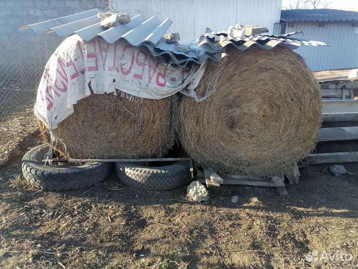 Сено люцерны в тюках