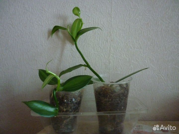 Орхидея ваниль Алоэ Вера Крассула