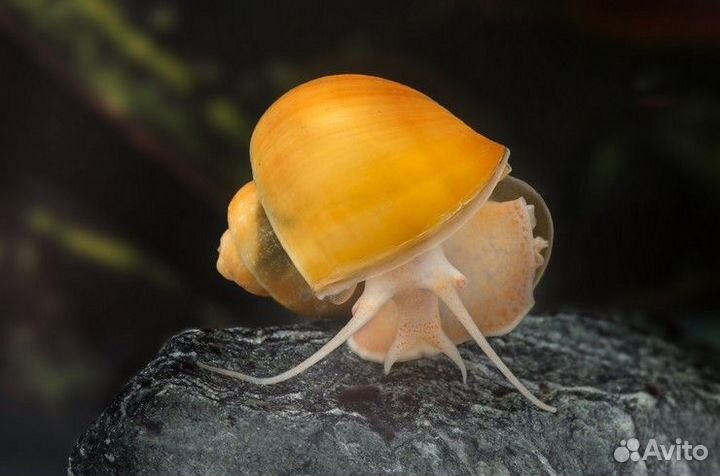 Улитки аквариумные ампулярии, Мелании