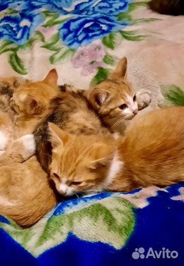 Котята в добрые руки