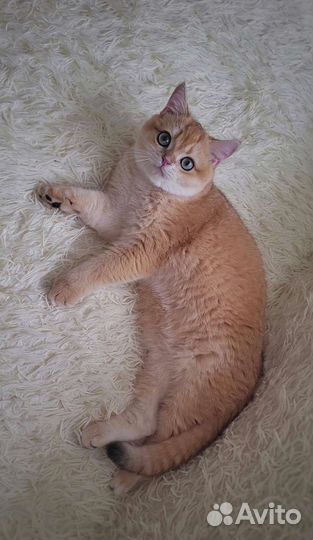 Золотой Шотландец