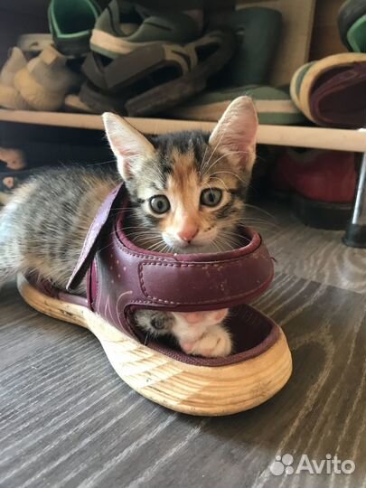 Котята в добрые руки даром