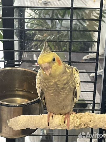 Попугай корелла