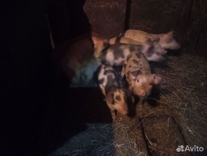 Поросята 1-2 месяца три выводка с разницей 1 недел