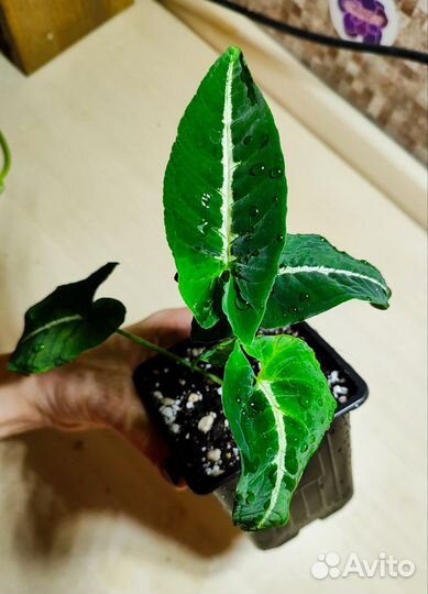 Сингониум Вендланда