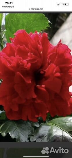 Гибискус махровый, китайская роза (красный )