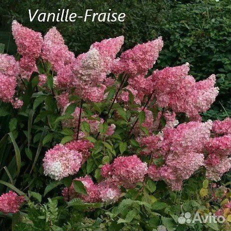 Гортензия метельчатая Vanille Fraise
