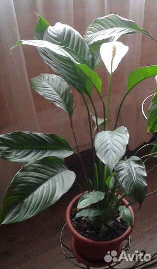 Спатифиллум королевский