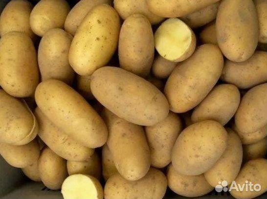 Продам картофель