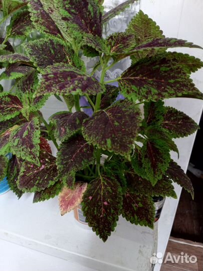 Комнатные цветы