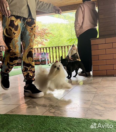 Мальтезе вязка