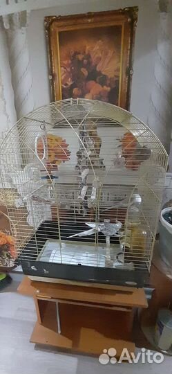 Попугай карелла с клеткой