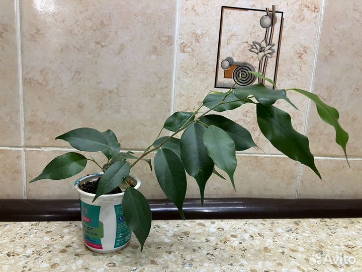 Фикус бенджамина