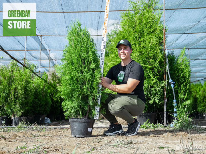 Туя колумна 120 см свежая копка 2023