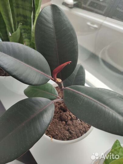 Фикус эластика Бургунди