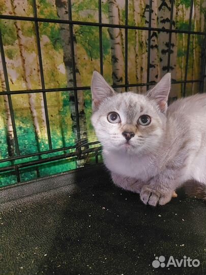Кошечка Фиона в дар
